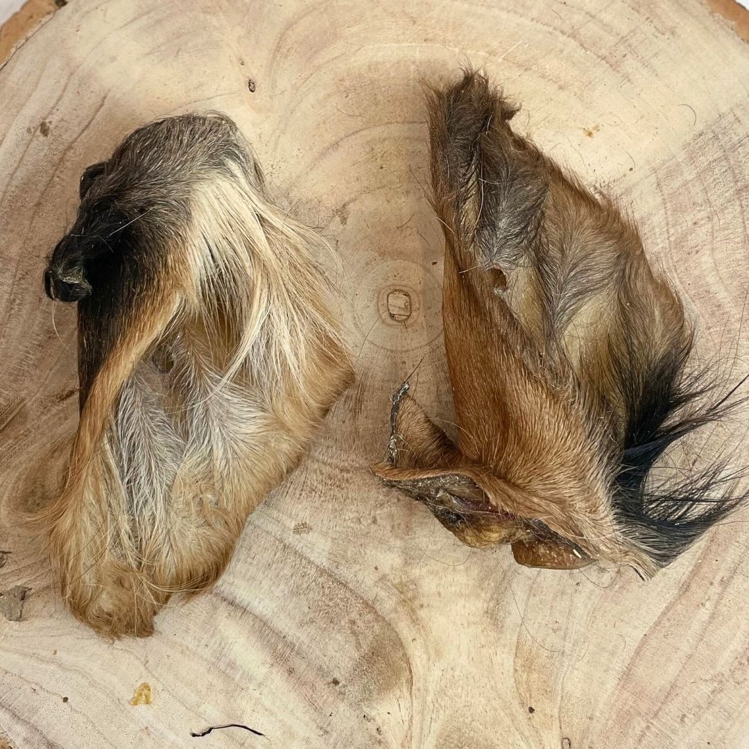 Cow Ear with Hair (Single)