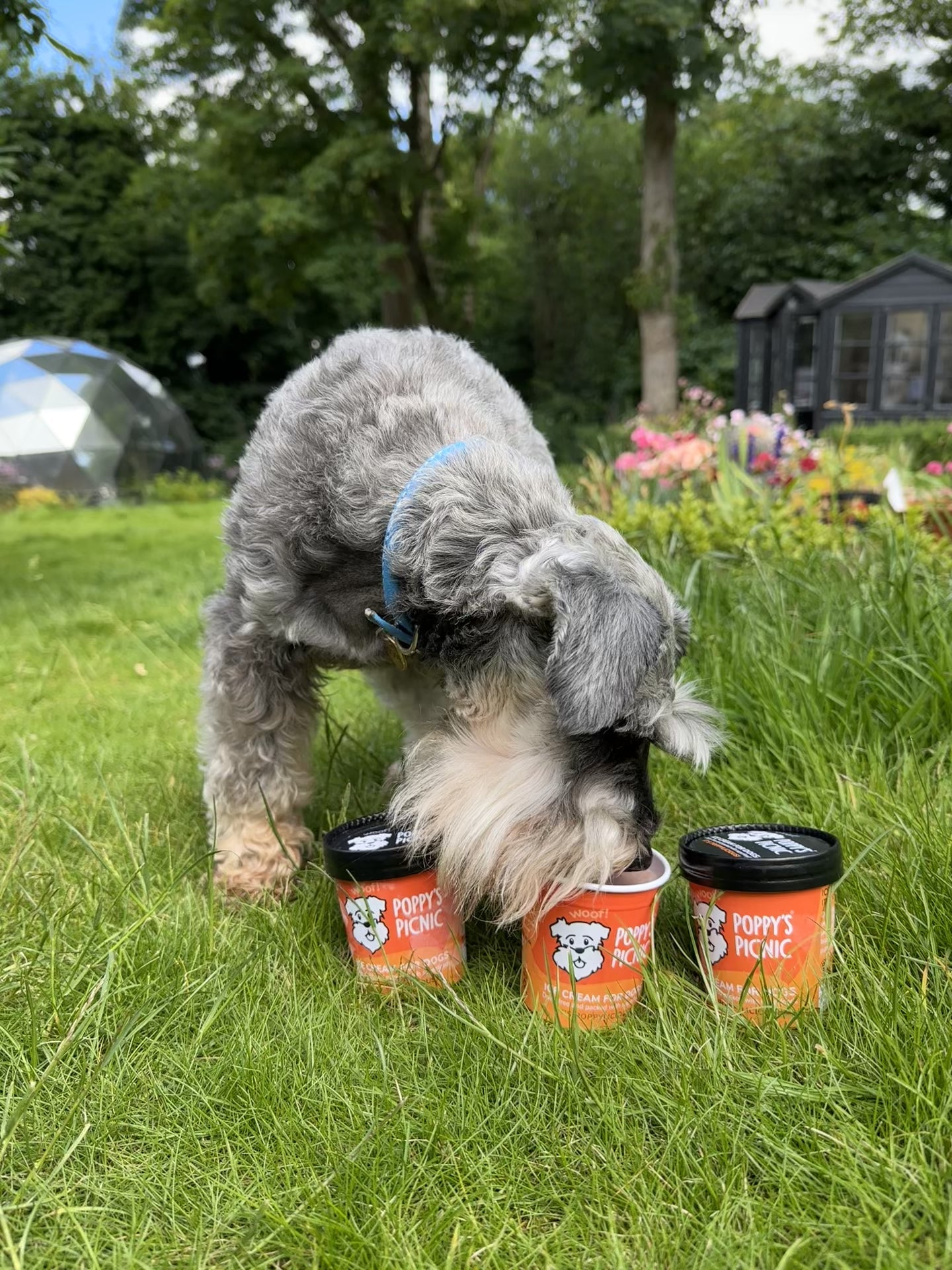 Poppy's Picnic Ice Cream For Dogs